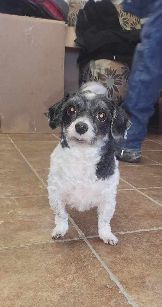 adoptable Dog in Osgood, IN named Domino