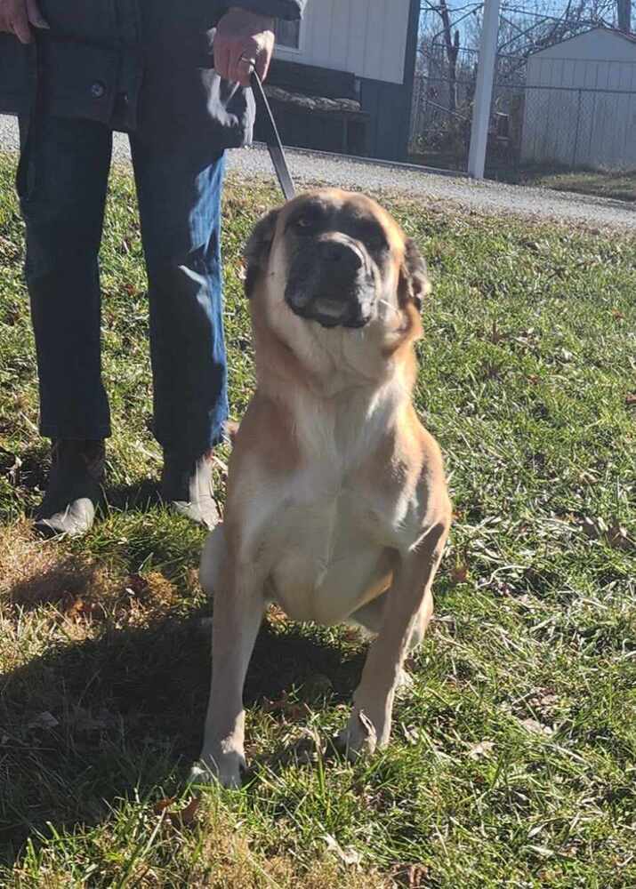 Dog for Adoption Suzie Q, a German Shepherd Dog in Hebron, KY Alpha Paw