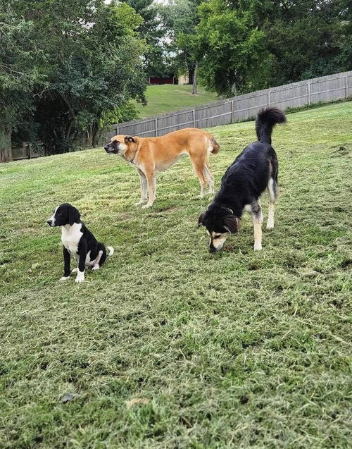 SUZIE Q - German Shepherd Dog available for adoption