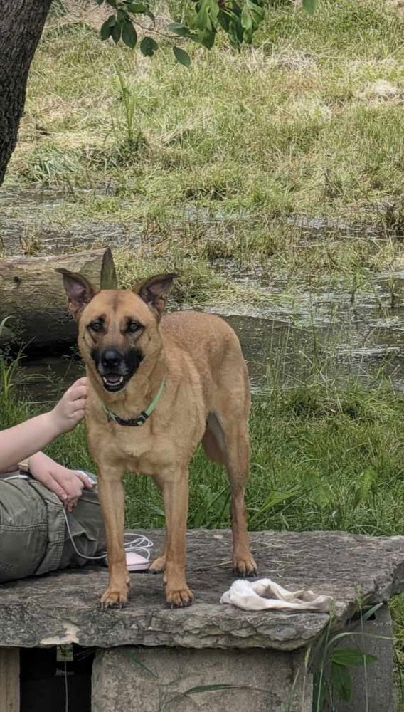 adoptable Dog in Osgood, IN named Izzy