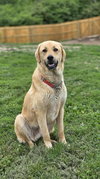 Reggie - Photo 1