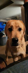 Reggie - Photo 2