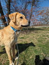 Reggie - Photo 4
