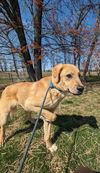 adoptable Dog in osgood, IN named Reggie