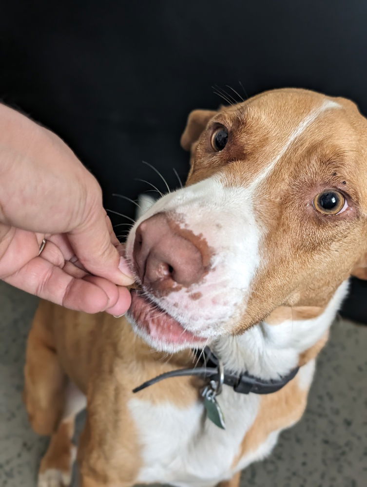 adoptable Dog in Osgood, IN named Jack