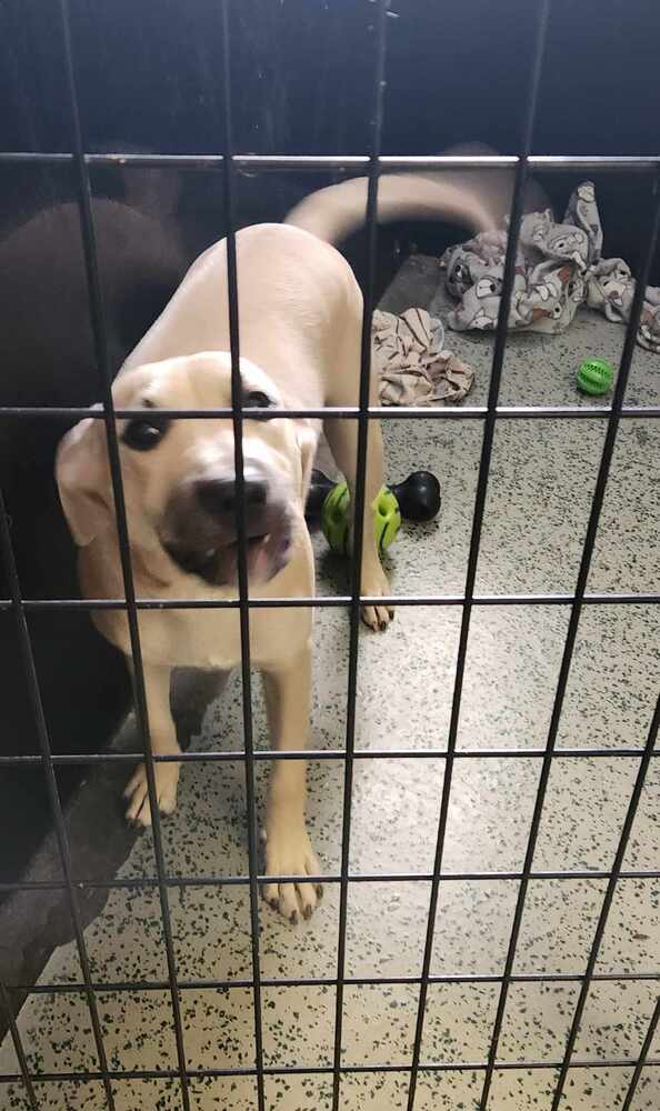 adoptable Dog in Osgood, IN named Skip