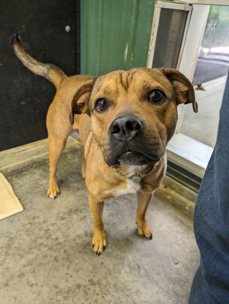 adoptable Dog in Osgood, IN named Buddy