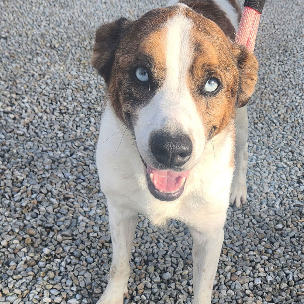 adoptable Dog in Osgood, IN named Stella