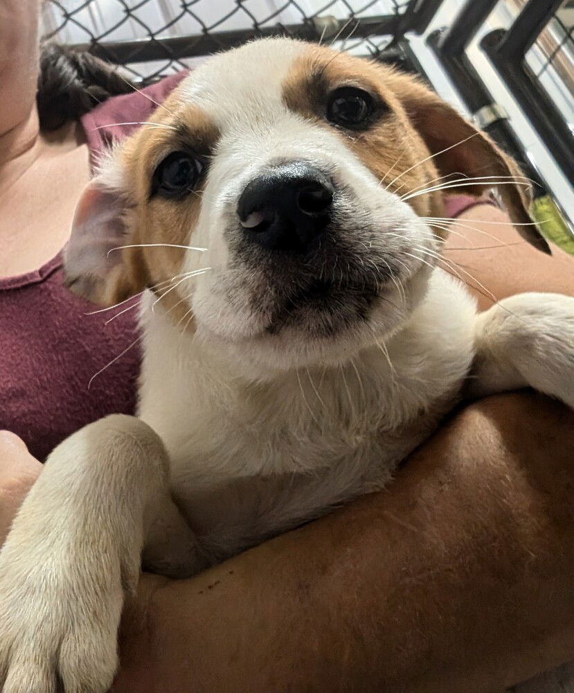 adoptable Dog in Osgood, IN named Nuts : Macadamia