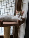 adoptable Cat in Osgood, IN named Java Kitties : Macchiato