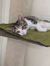 adoptable Cat in , IN named Java Kitties : Frappe