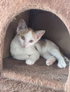 adoptable Cat in , IN named Java Kitties : Latte