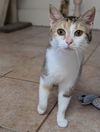 adoptable Cat in , IN named Java Kitty