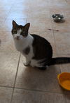 adoptable Cat in , IN named Lizza Mindy