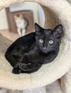 adoptable Cat in Osgood, IN named Blackie Purr