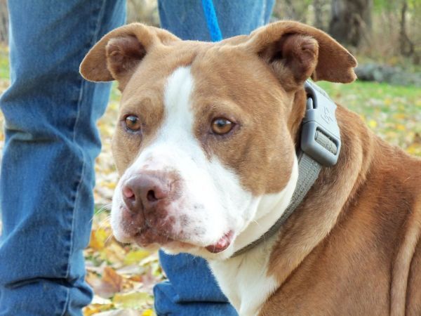 adoptable Dog in Osgood, IN named Thor