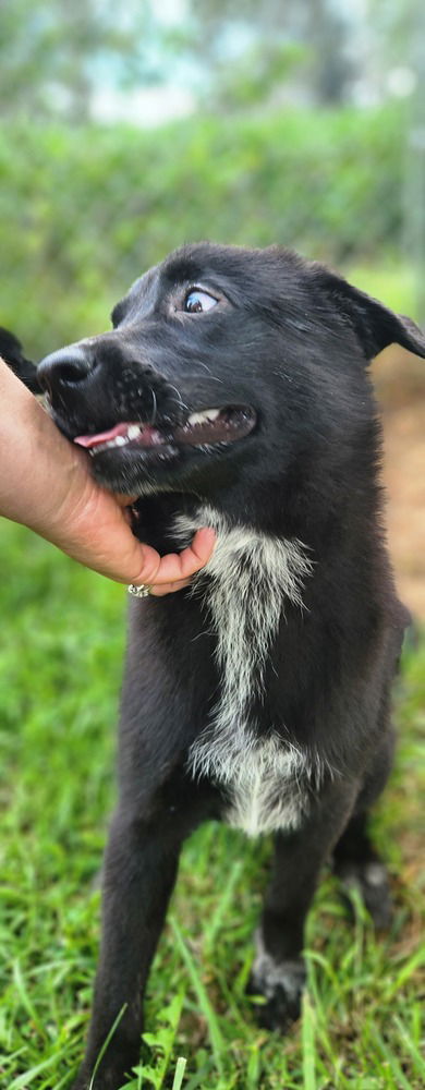 adoptable Dog in Osgood, IN named As : Amosa