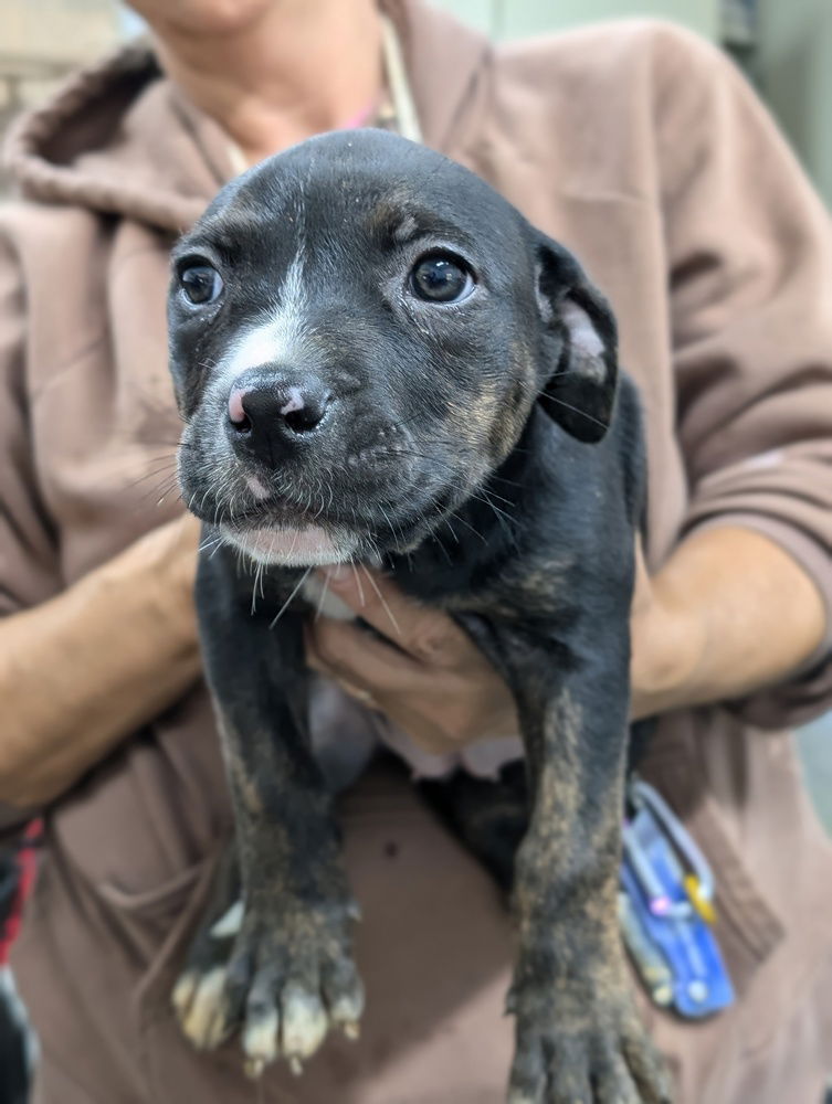 adoptable Dog in Osgood, IN named Luna's Dwarfs : Bashful