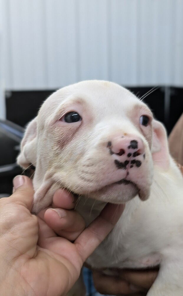 adoptable Dog in Osgood, IN named Luna's Dwarfs : Snow White