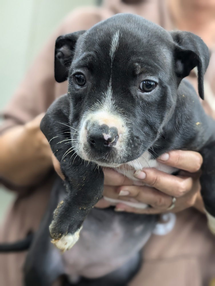 adoptable Dog in Osgood, IN named Luna's Dwarfs : Grumpy