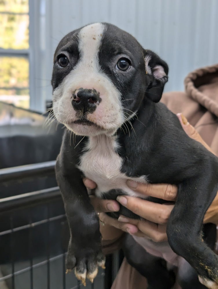 adoptable Dog in Osgood, IN named Luna's Dwarfs : Sneezy