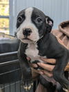 adoptable Dog in Osgood, IN named Luna