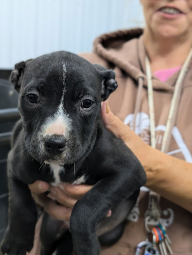 adoptable Dog in Osgood, IN named Luna's Dwarfs : Sleepy