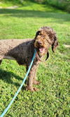 adoptable Dog in Osgood, IN named Cookie