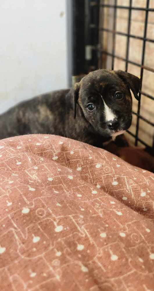 adoptable Dog in Osgood, IN named Puppy Pies : Heidi