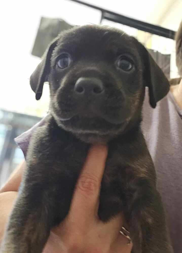 adoptable Dog in Osgood, IN named Puppy Pies :  Millie