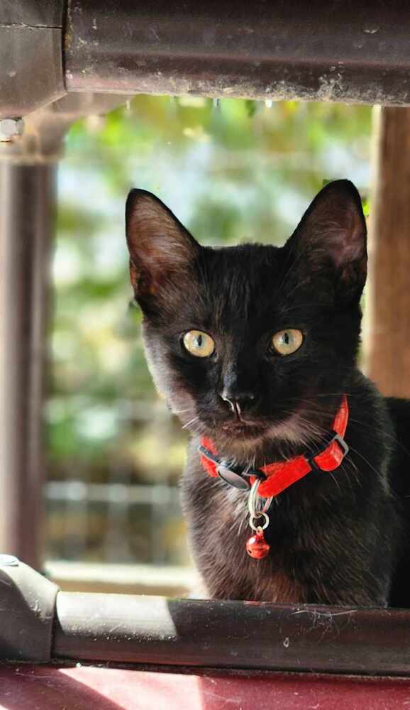 adoptable Cat in Osgood, IN named Bobby Jo Kitten