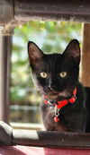 adoptable Cat in , IN named Bobby Jo Kitten