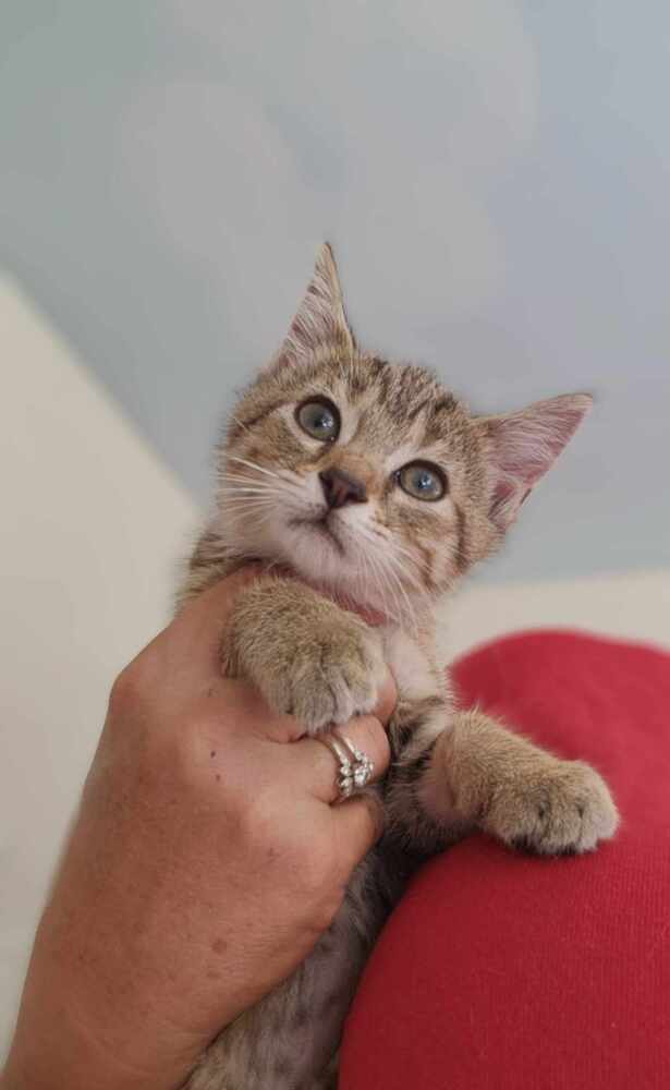 adoptable Cat in Osgood, IN named BO Kitties : Bonnie