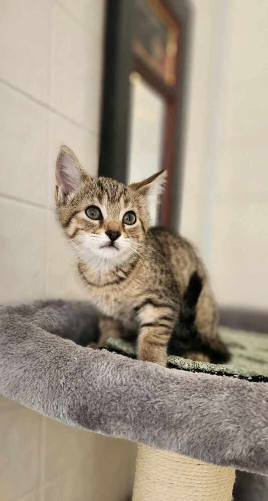 adoptable Cat in Osgood, IN named BO Kitties :  Bobbi