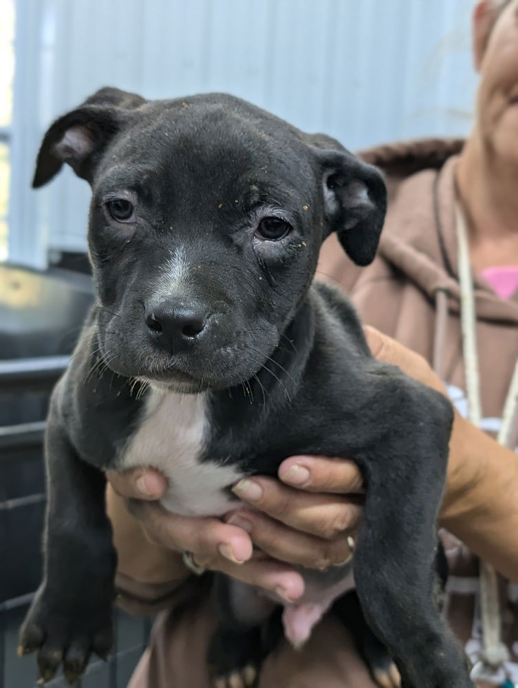 adoptable Dog in Osgood, IN named Luna's Dwarfs :  Doc