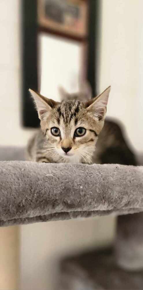 adoptable Cat in Osgood, IN named BO Kitties :  Boomer