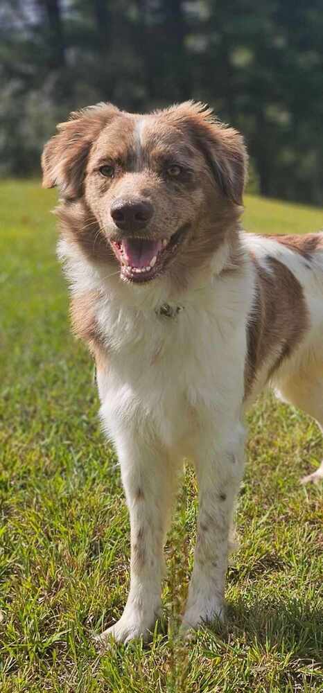 adoptable Dog in Osgood, IN named Ryker