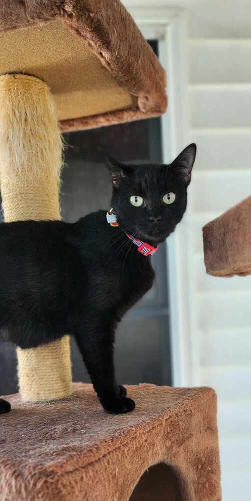 adoptable Cat in Osgood, IN named Tina Kitty