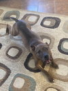Cookie Boo - Photo 2