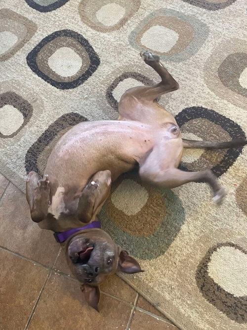Cookie Boo — thumbnail 9