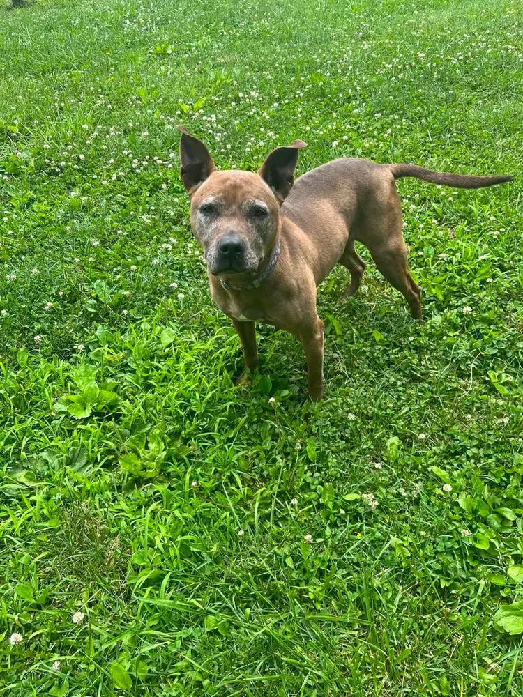 Cookie Boo - Pit Bull Terrier