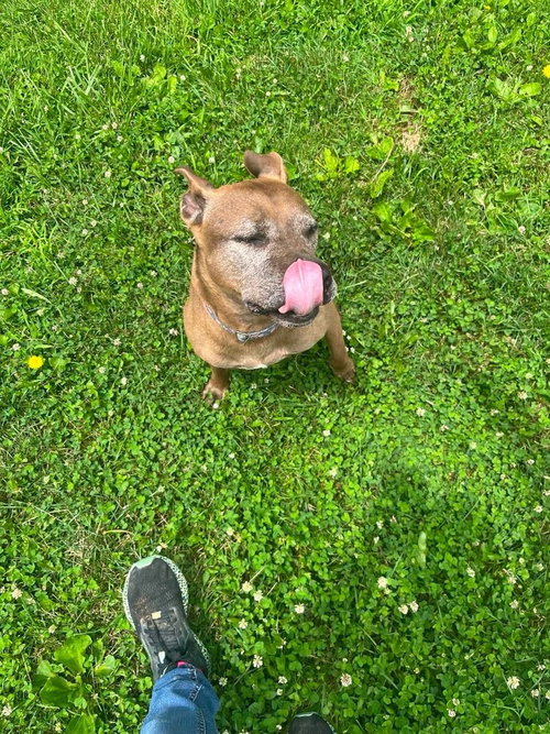 Cookie Boo, photo 2