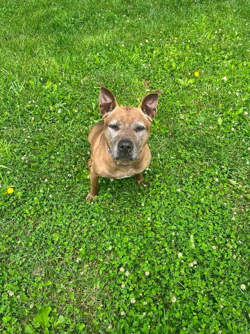Cookie Boo, photo 3