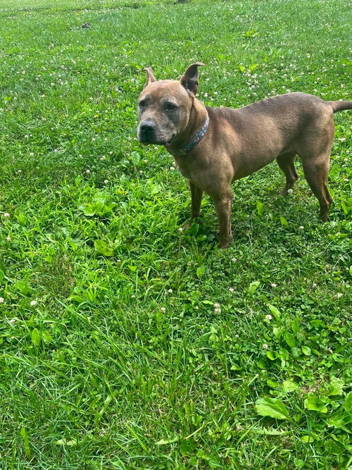 Cookie Boo, photo 4