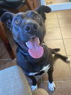 adoptable Dog in  named Rachel (Cocoa)