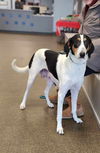 adoptable Dog in osgood, IN named Tiffany