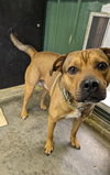 Buddy - Photo 2