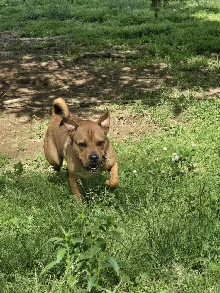 Buddy - Pit Bull Terrier