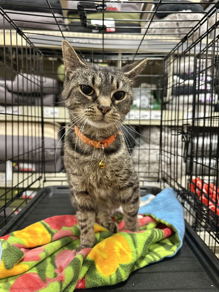 adoptable Cat in Osgood, IN named Violet Kitty