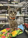 adoptable Cat in osgood, IN named Violet Kitty